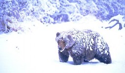 snowy bear