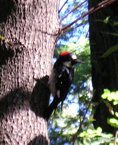Woodpecker on a tree, Big Sur